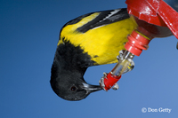 : Icterus parisorum; Scott's Oriole