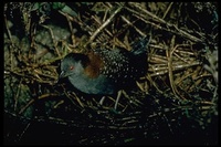 : Laterallus jamaicensis coturniculus; California Black Rail