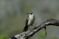 : Nesomimus parvulus; Galapagos Mockingbird