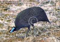 : Numida meteagris; Helmeted Guineafowl