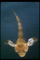 : Odontopyxis trispinosa; Pygmy Poacher