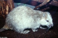 : Capromys pilorides; Cuban Hutia