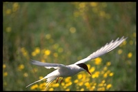 : Sterna paradisaea; Arctic Tern