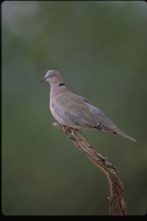 : Streptopelia decipiens; African Mourning Dove