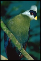 : Tauraco leucolophus; White-crested Turaco