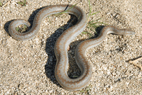 : Charina trivirgata roseofusca; Coastal Rosy Boa