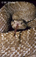: Crotalus vegrandis; Uracoan Rattlesnake