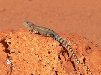 : Ctenophorus caudicinctus; Ring-tailed Dragon