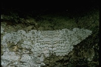 : Letibia sp.; Owlet Moth