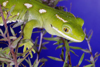 : Naultinus elegans; New Zealand Common Green Gecko