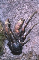 : Birgus latro; Coconut Crab