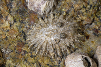 : Lottia scabra; Rough Limpet