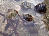 : Monodonta turbinata