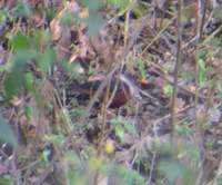 Chestnut Thrush (Turdus rubrocanus) 2005. január 14. Sat Tal