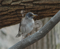 흰배지빠귀 Turdus pallidus Pale Thrush