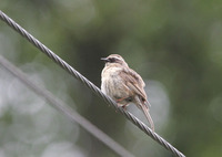 Prunella fulvescens Brown Accentor 褐岩鷚 119-034