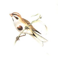 Овсянка Янковского Emberiza Jankowskii