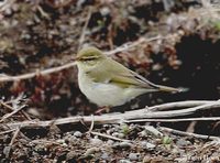 Arctic Warbler  (Gambell)