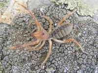 Galeodes graecus