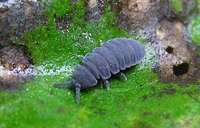 Tetrodontophora bielanensis - Giant springtail