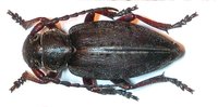 Dorcadion axillare