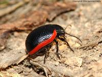 Chrysolina sanguinolenta