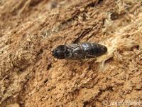 Melanotus castanipes