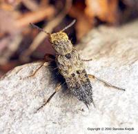 Ontholestes tessellatus