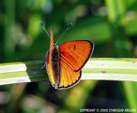 Lycaena dispar - Large Copper