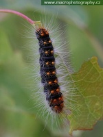 Acronicta auricoma - Scarce Dagger