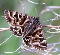 Callistege mi - Mother Shipton
