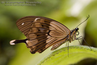 Papilio dardanus - Mocker Swallowtail