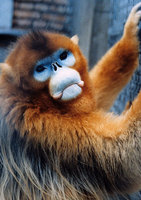 Golden snub-nosed monkey (Rhinopithecus roxellana)