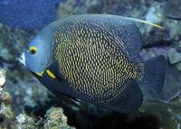 Pomacanthus paru, French angelfish: fisheries, aquarium