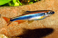 Notropis hypselopterus, Sailfin shiner: aquarium