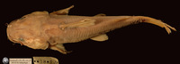 Clarotes bidorsalis, :