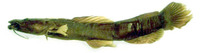 Anaspidoglanis boutchangai, :
