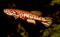 Fundulopanchax ndianus, :