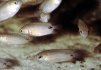 Ctenopoma petherici, :
