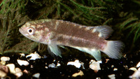 Microctenopoma nanum, Dwarf ctenopoma: aquarium