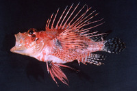 Pterois mombasae, Frillfin turkeyfish: fisheries