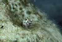 Acanthemblemaria maria, Secretary blenny: