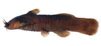 Liobagrus formosanus, :