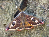 Saturnia pavoniella