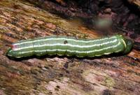 Sphinx pinastri - Pine Hawk-moth