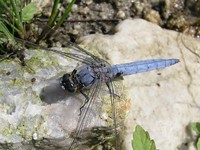 Orthetrum brunneum