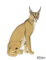 Image of: Caracal caracal (caracal)