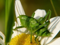 Tettigonia cantans