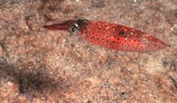 Illex illecebrosus - Northern shortfin squid