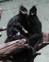 Image of: Trachypithecus francoisi (François's leaf monkey)